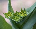 Bupleurum lancifolium2.jpg