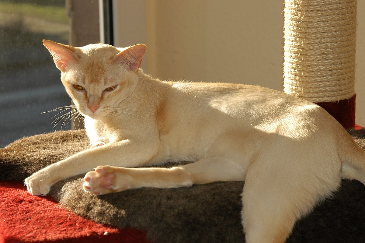 Category:Burmese cats - Commons