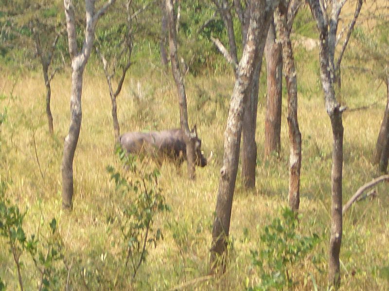 File:Bwindi Impenetrable National Park-112406.jpg