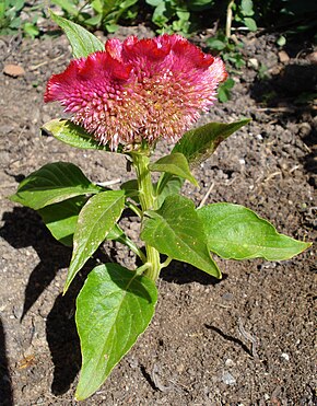 Description de l'image Célosia cristata plante rose-rouge.JPG.