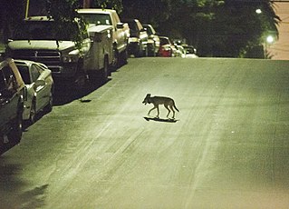 <span class="mw-page-title-main">Urban coyote</span> Wild animal in North American cities