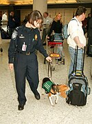 Customs dog in cape at an airport