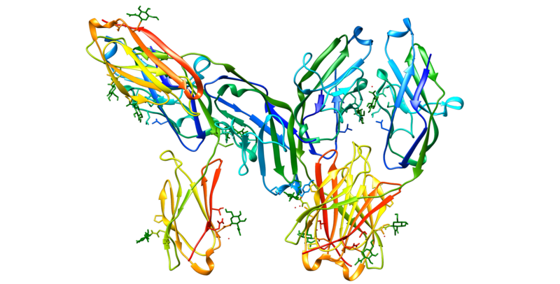 File:CD33 protein.png