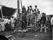 Sumaterští vesničané pózují u zabitého tygra (c. 1895)
