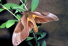 CSIRO ScienceImage 2663 Ikki boshli qirg'iy moth.jpg
