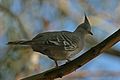 CSIRO ScienceImage 3103 Crested Pigeon.jpg