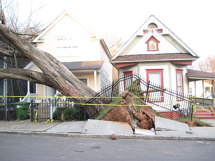 Tree uprooted in the Cabbagetown neighborhood, taking most of the yard with it.
