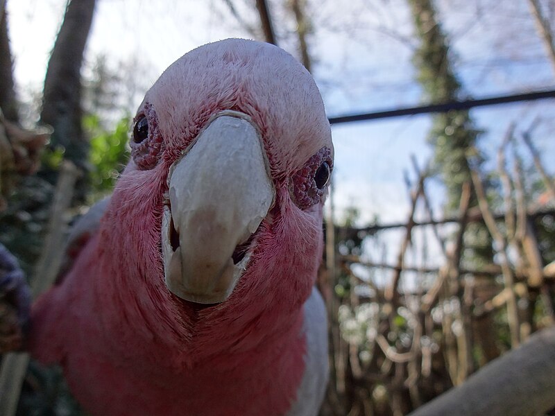 File:Cacatua Rosa.JPG