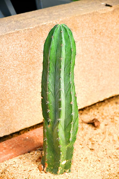 File:Cactaceae in Suan Luang Rama 9 Photographed by Trisorn Triboon (22).jpg