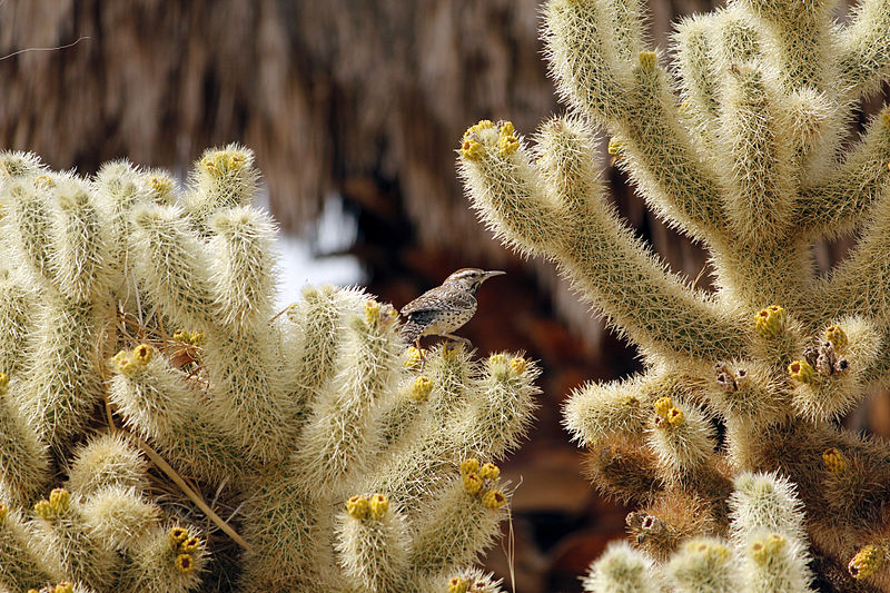 File:Cactus wren (Campylorhynchus brunneicapillus) building a nest - 12938027583.jpg
