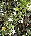 Calanthe angustifolia