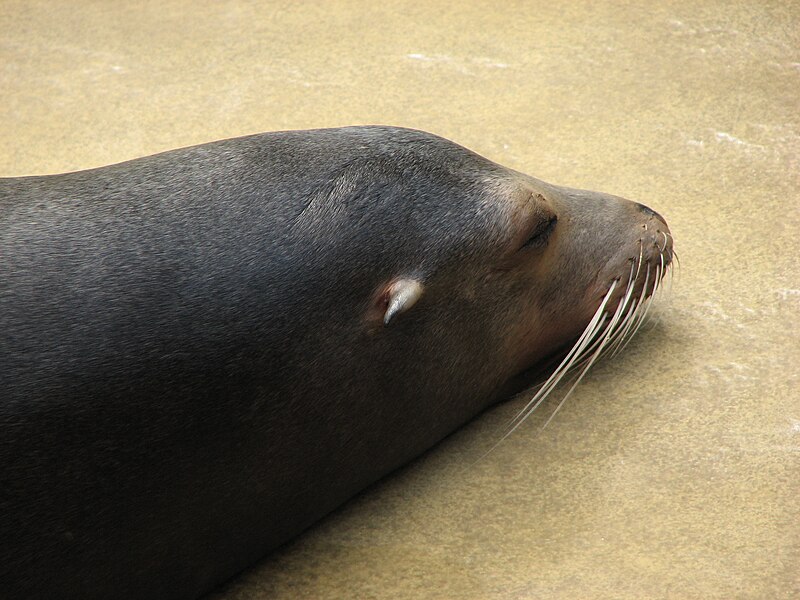 File:California sea lion 0a.jpg