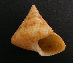 Calliostoma pellucidum pellucidum.JPG