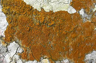 <i>Lacrima</i> (fungus) Genus of lichen-forming fungi