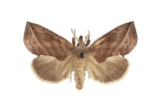 <i>Calyptra canadensis</i> Species of moth