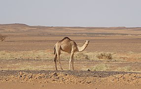 Camels in the nubian desert (1) (34728847162).jpg