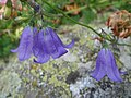 Campanula scheuchzeri Spain - Pyrenees