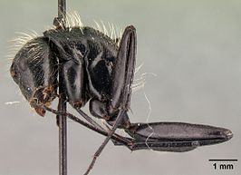 Camponotus nasicus