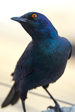 Cape starling (Red-shouldered glossy-starling) (lamprotornis nitens) in Okaukuejo, Etosha, Namibia