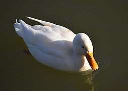 Un canard blanc. Le leucisme reste à prouver vu le nombre de canard blanc.