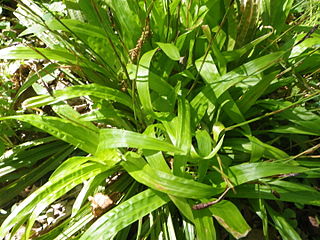 <i>Carex plantaginea</i> Species of grass-like plant