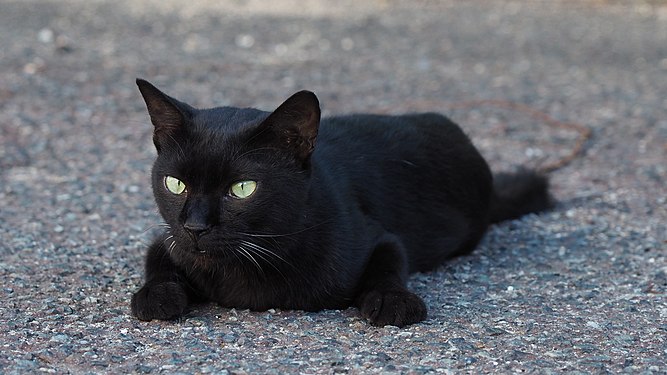 A cat in sphinx position