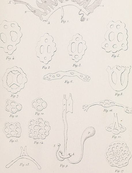 File:Catalogue des crustacés Podophtalmaires et des échinodermes recueillis à Concarneau durant les mois d'août septembre 1880 (1882) (20390597269).jpg
