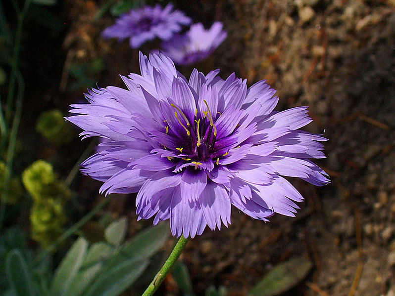 File:Catananche caerulea 0003.JPG