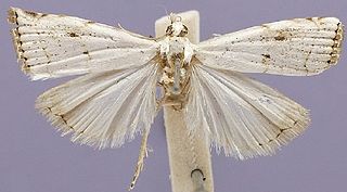 <i>Catharylla paulella</i> Species of moth
