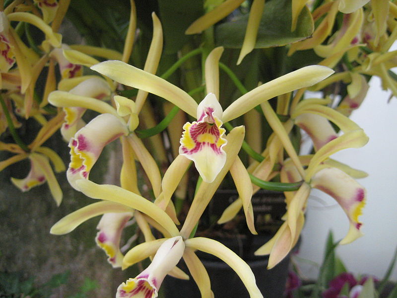 File:Cattleya iricolor - Flickr 003.jpg