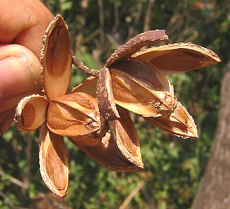 Tập_tin:Cedrela_odorata-fruit.jpg