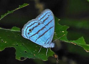 Cepheuptychia glaucina.jpg resminin açıklaması.