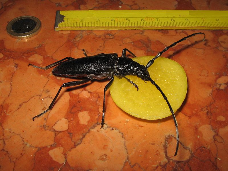 File:Cerambyx cerdo (big female-1).jpg