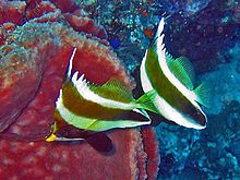 Chaetodontidae - Heniochus chrysostomus.jpg