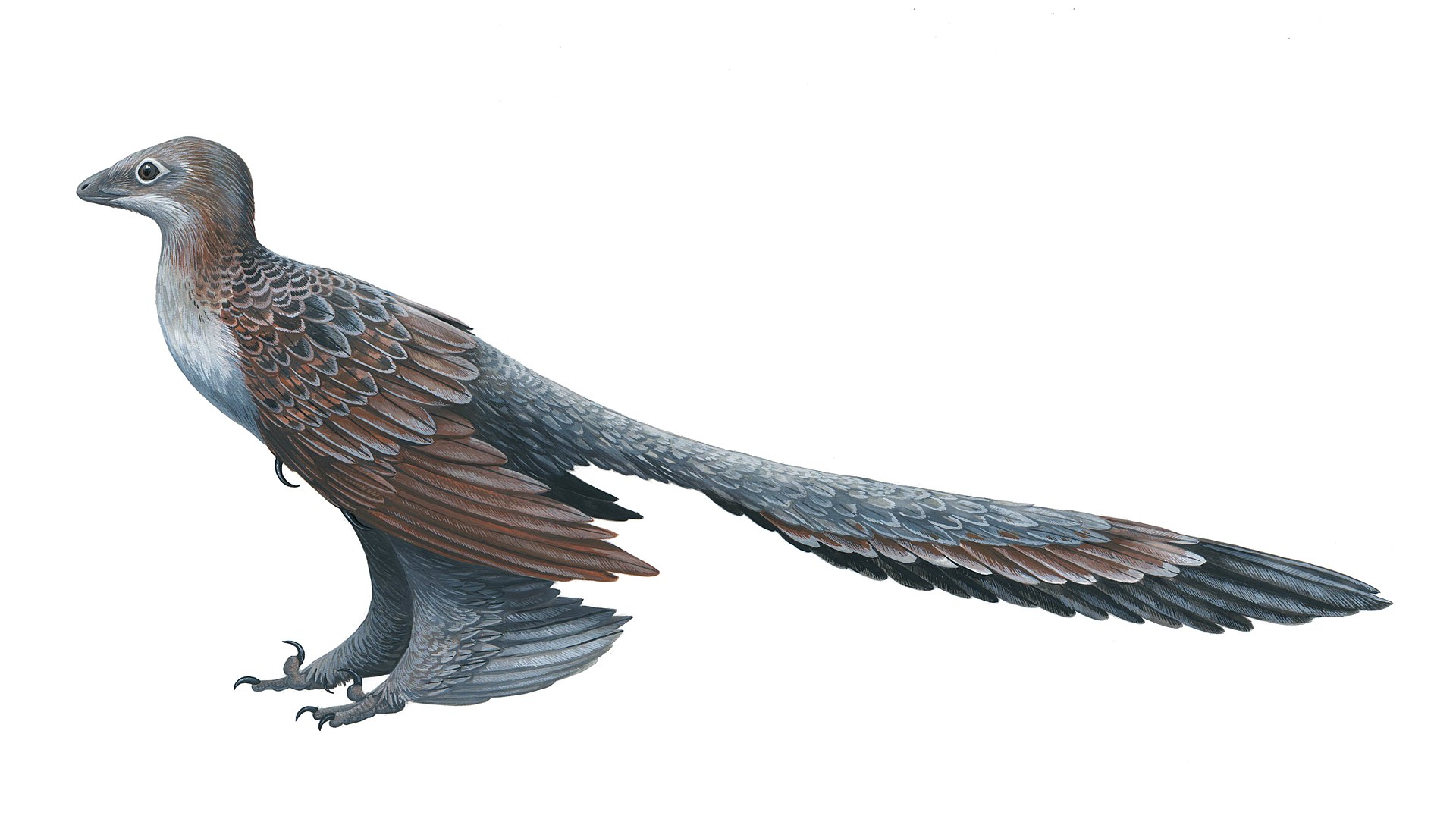 1920px-Changyuraptor.jpg