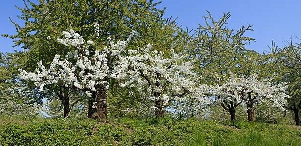 Flowering cherry trees Sasbach