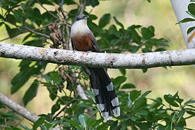 Chestnut-bellied Cuckoo 2506091171.jpg