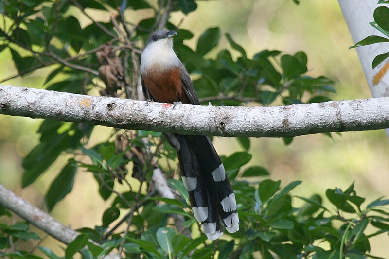 File:Chestnut-bellied Cuckoo 2506091171.jpg