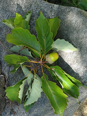 Zweig mit Blättern und Eichel