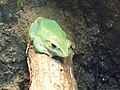 Chinese Gliding Frog, Canadian Museum of Nature, Ottawa CC BY-SA 4.0 Salwa Farwaneh