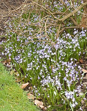 Scilla Forbesii