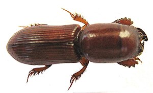 Chironinae