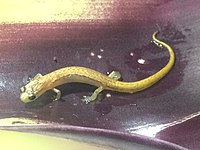 Atzalan golden salamander