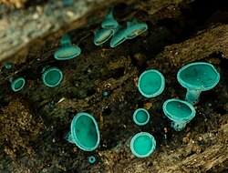 Chlorociboria aeruginosa (Oeder) Seaver ex C.S. Ramamurthi, Korf & L.R. Batra 435438.jpg