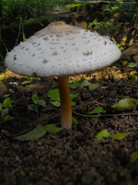 File:Chlorophyllum molybdites DSCN3146.jpg