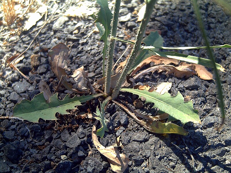 File:Chondrilla juncea StemandLeaves SierraMadrona.jpg