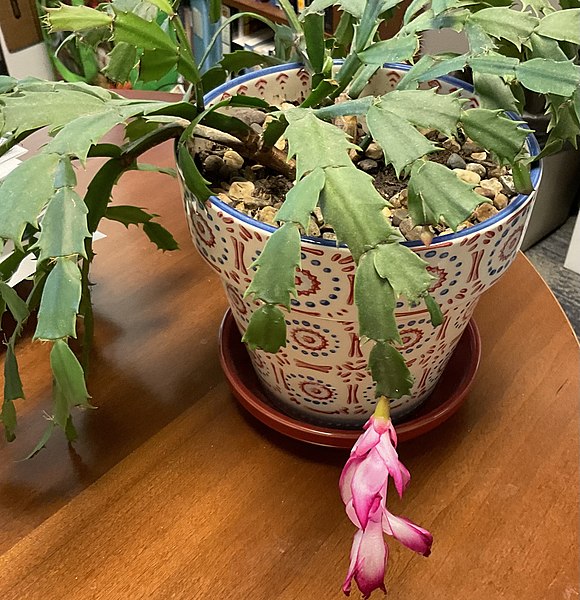 File:Christmas Cactus October 2022.jpg