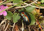 Thumbnail for File:Chrysolina cerealis, Snowdon, North Wales, June 2011 - Flickr - janetgraham84.jpg