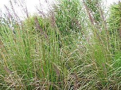 Mizumai ikitoa mbegu (Chrysopogon zizanioides)