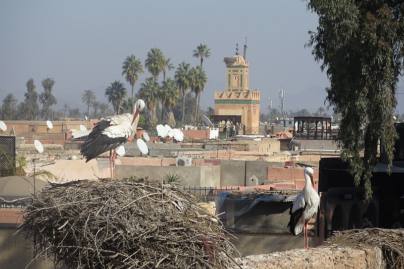 File:Ciconia ciconia in Marrakesh 04.jpg